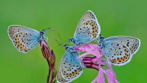 Papillons dans le parc régional des Castelli Romani, Italie (© Solent News/Splash News/Corbis)(Bing France)