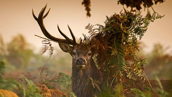 A male red deer in London’s Richmond Park, England