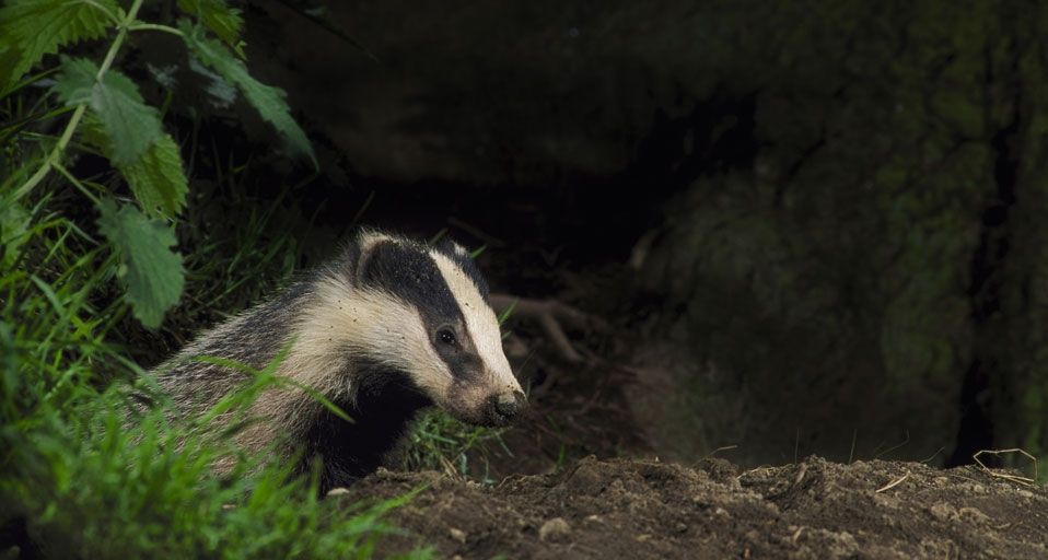 Badger in Hessen, Germany