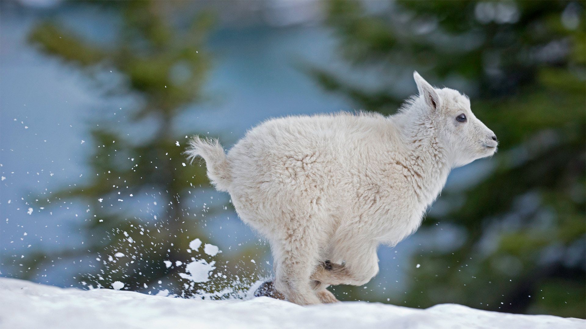 Mountain goat kid in western Montana, USA