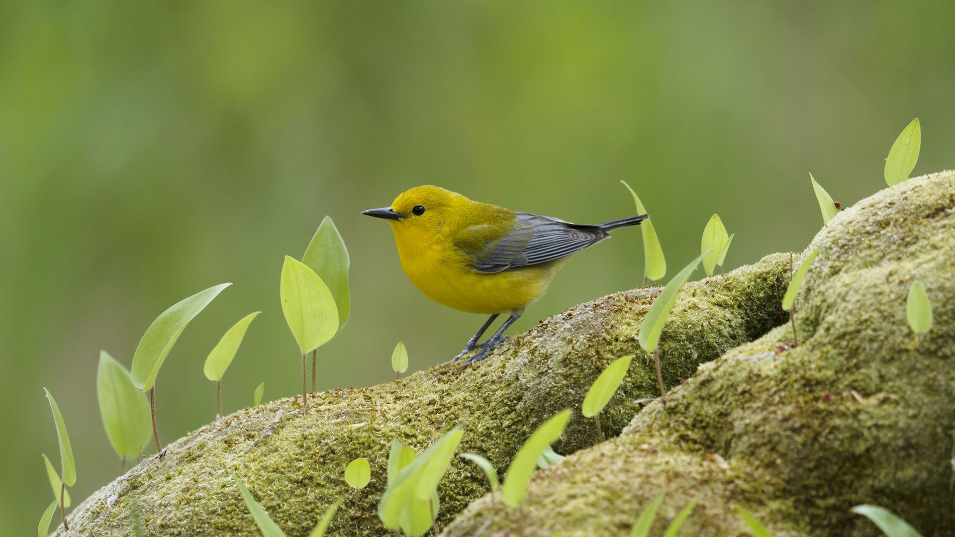 Prothonotary warbler in Ontario, Canada
