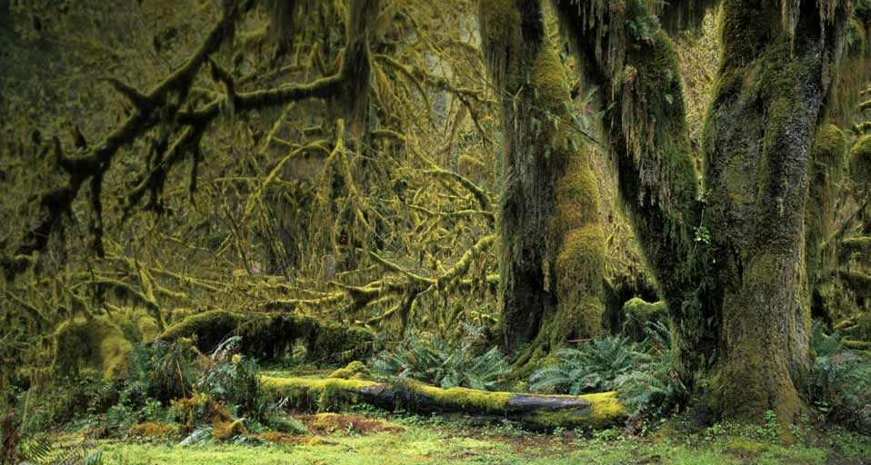 Mit Moos bewachsene Bäume im Hoh-Regenwald, Olympic Nationalpark, Washington