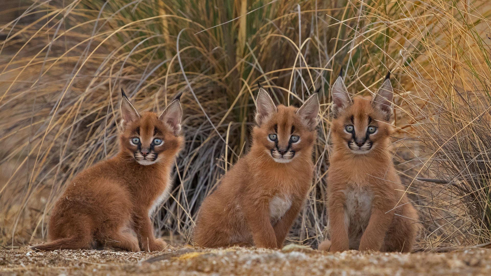 Caracal cubs