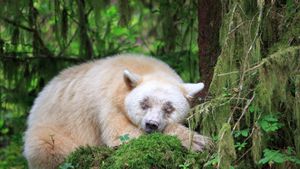 ｢眠るスピリット・ベア｣カナダ, ブリティッシュコロンビア州 (© John E Marriott/SuperStock)(Bing Japan)