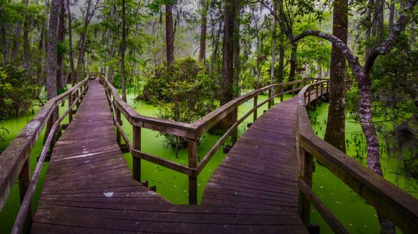 Wooden walkway in the Whooping Crane Pond Conservancy on Hilton Head Island, South Carolina