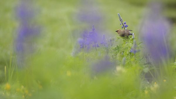 Adult Cedar Waxwing (Bombycilla cedrorum) perched on a flowering Nootka Lupin (Lupinus nootkatensis), Great Bear Rainforest, B.C.