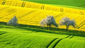 Green and yellow canola fields in spring (© Boris Stroujko/Shutterstock)(Bing United Kingdom)
