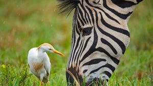 サバンナシマウマとアマサギ, 南アフリカ (© Richard Du Toit/Minden Pictures)(Bing Japan)
