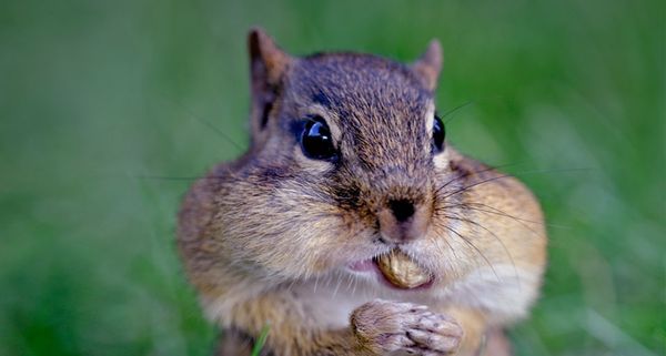 Chipmonk