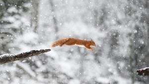 欧亚红松鼠 (© Westend61/Getty Images)(Bing China)