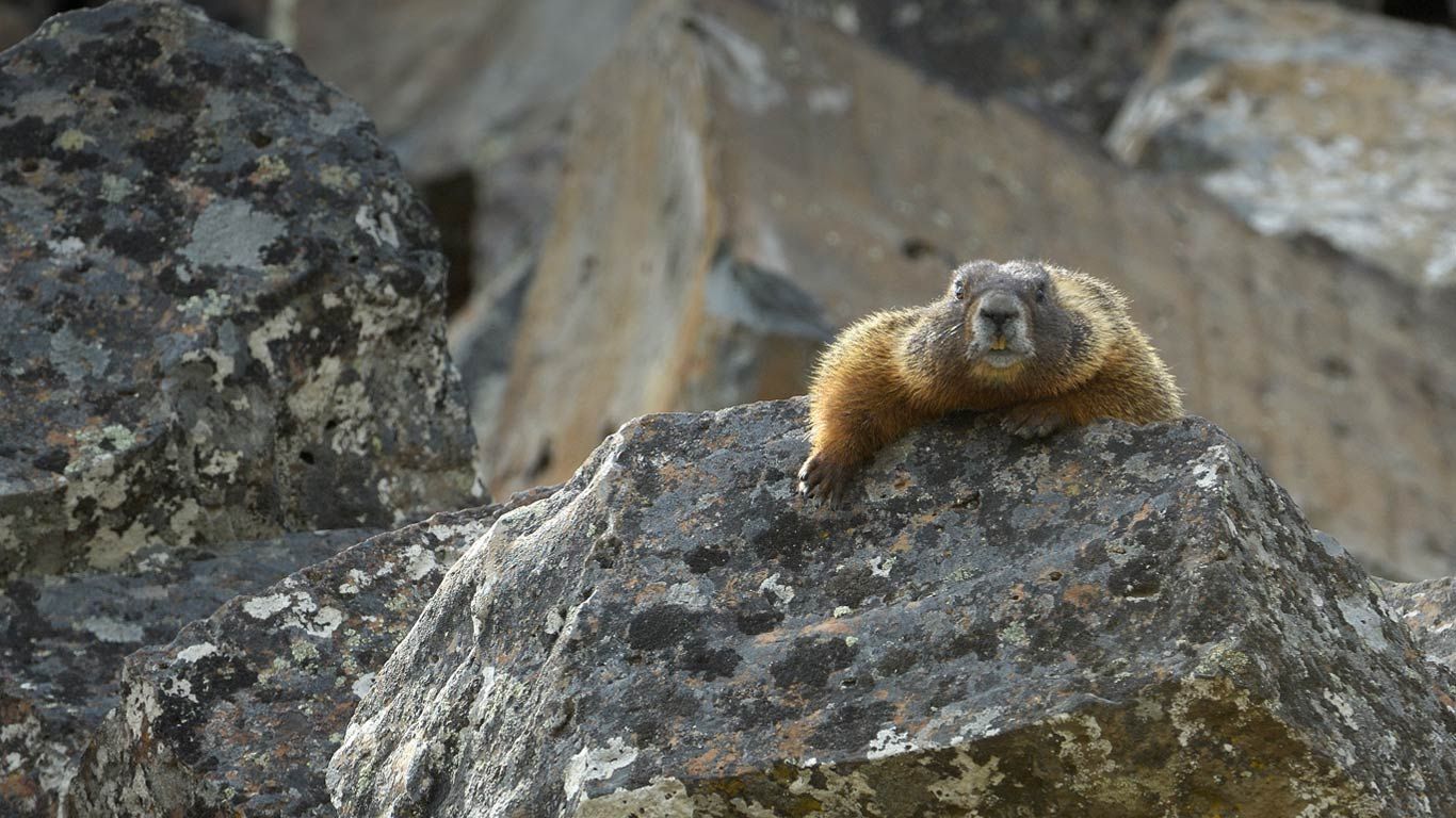 Yellow-bellied marmot in Yellowstone National Park, Wyoming, USA