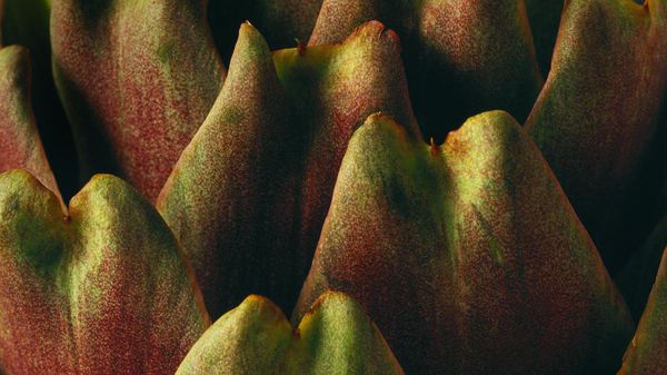 Close-up of an artichoke