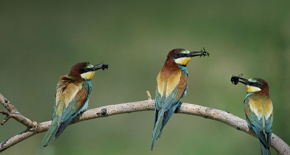 European Bee Eaters in Kiskunsag National Park, Hungary