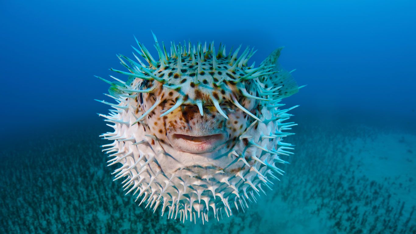 Diodon hystrix ou poisson porc-épic près d’Hawaï
