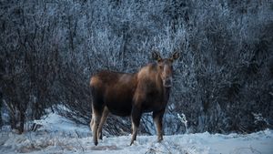 Female moose, Denali National Park, Alaska, USA (© Cavan Images/Alamy Stock Photo)(Bing Canada)