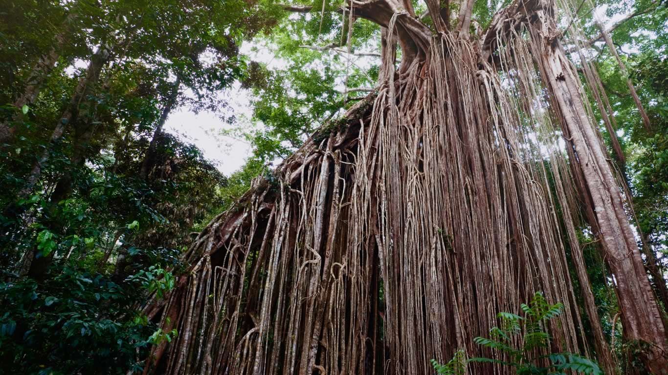 Curtain Fig Tree near Yungaburra on the Atherton Tableland, Queensland