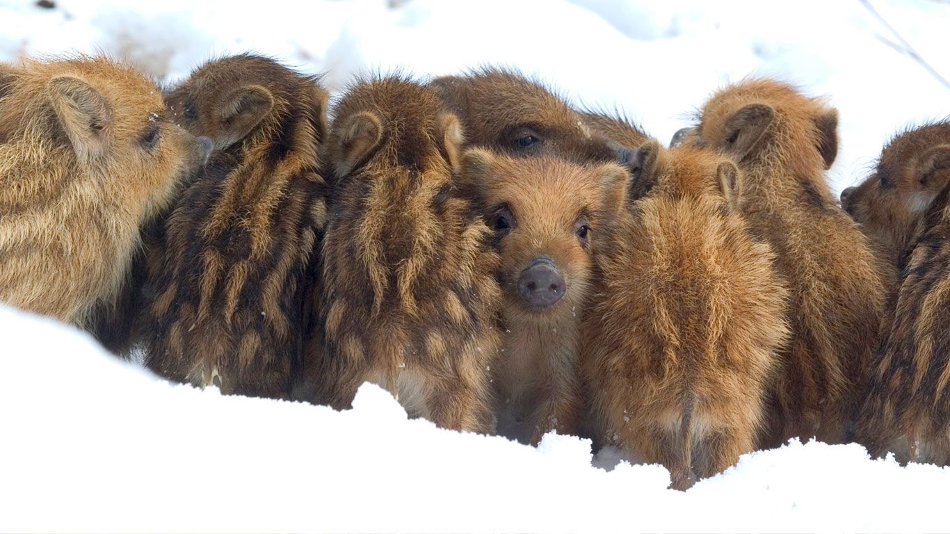 ｢雪の中のウリ坊兄弟｣ベルギー