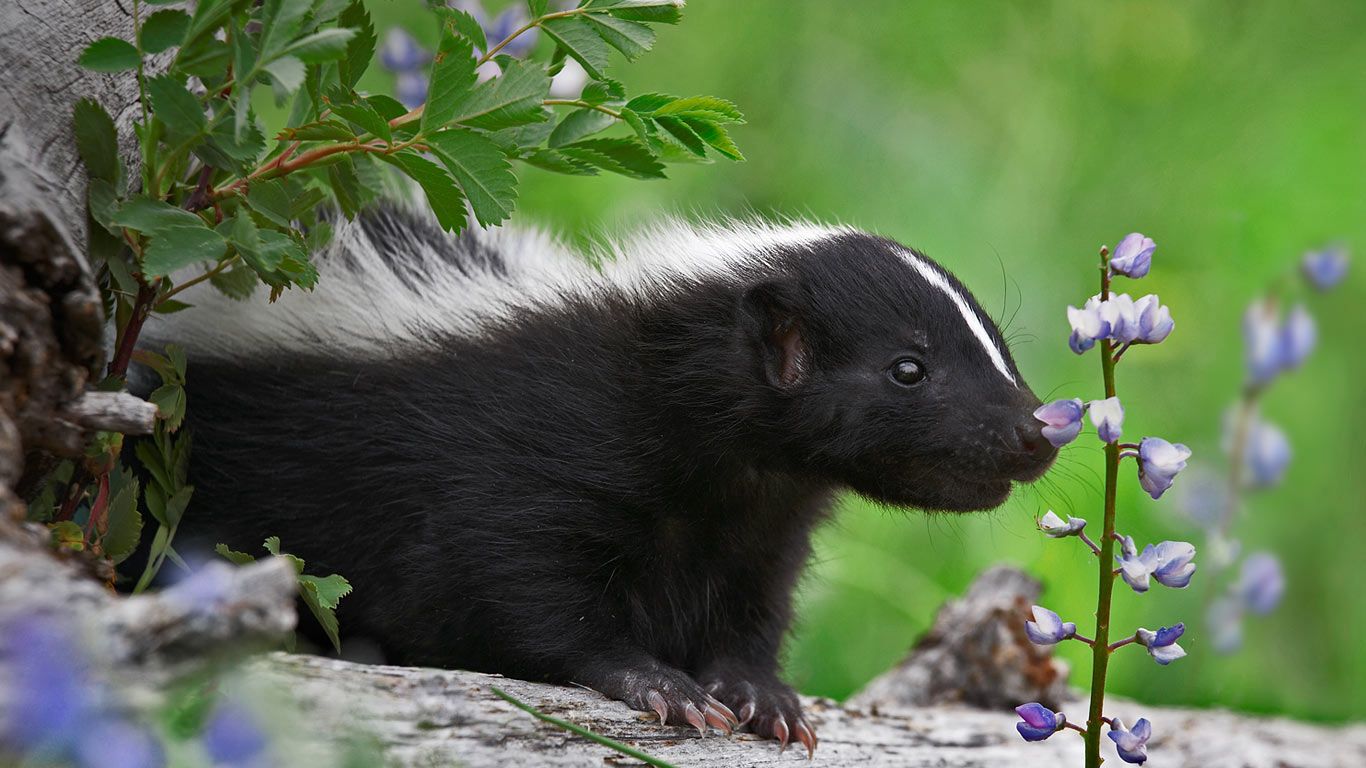 Jeune mouffette rayée reniflant une fleur sauvage