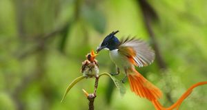 An adult male Asian paradise flycatcher feeding a chick (© mcb bank bhalwal/Getty Images) &copy; (Bing United States)