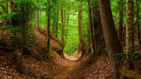 Natchez Trace National Scenic Trail, Mississippi, USA