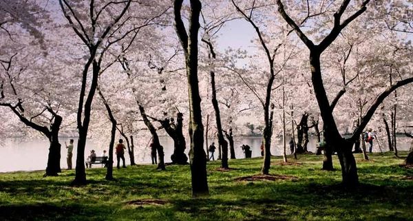 CherryBloom