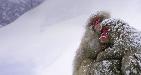 JapaneseMonkey