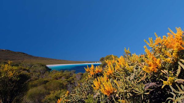 Nuytsia floribunda at Cape Le Grand National Park, Western Australia