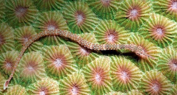 OrangePipefish