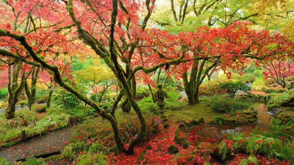 Japanese maples in national historical site Butchart Gardens, Vancouver Island, British Columbia, Canada