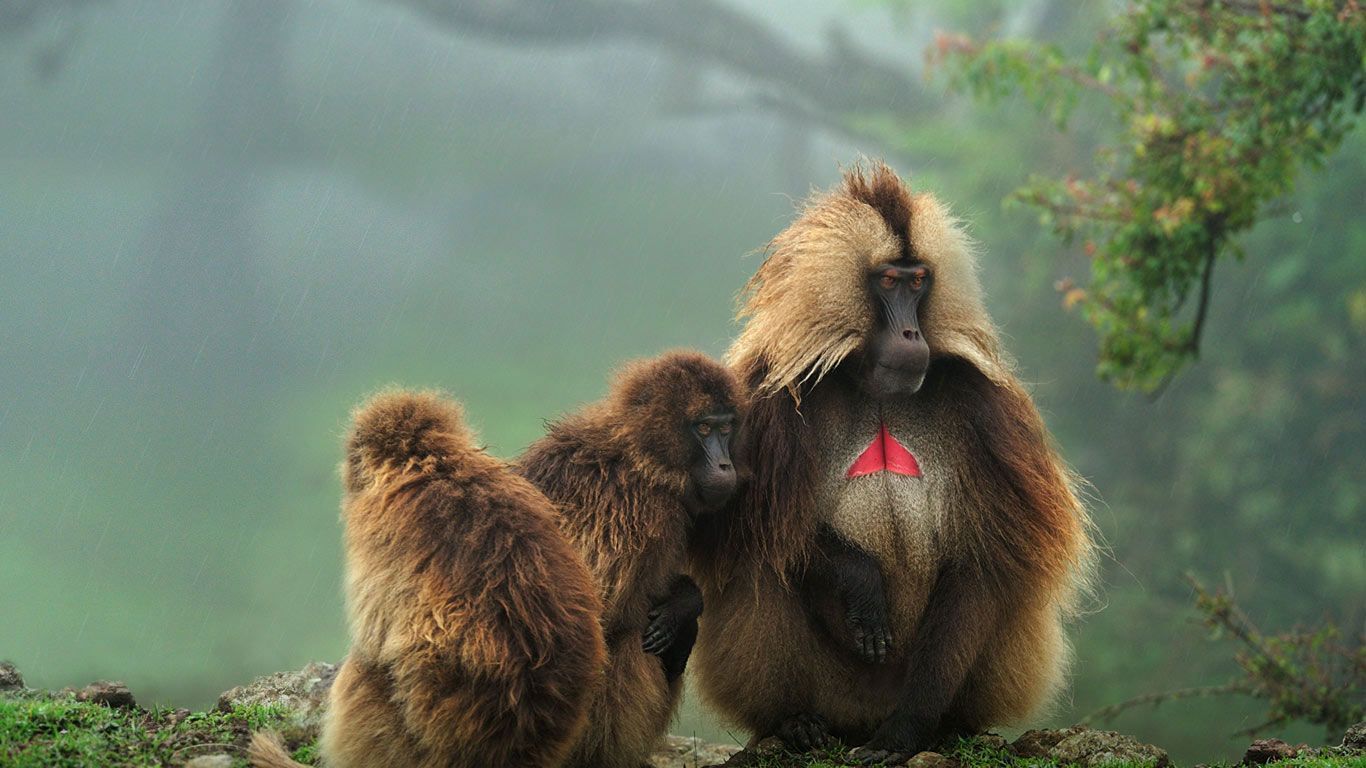 Geladas in Simien Mountains National Park, Ethiopia