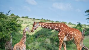 Reticulated giraffe mother greeting calf, Lewa Wildlife Conservancy, Kenya (© Sean Crane/Minden Pictures)(Bing New Zealand)