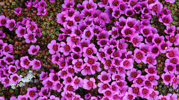 Purple Saxifrage (Saxifraga oppositifolia) in bloom Bathurst Island, Nunavut