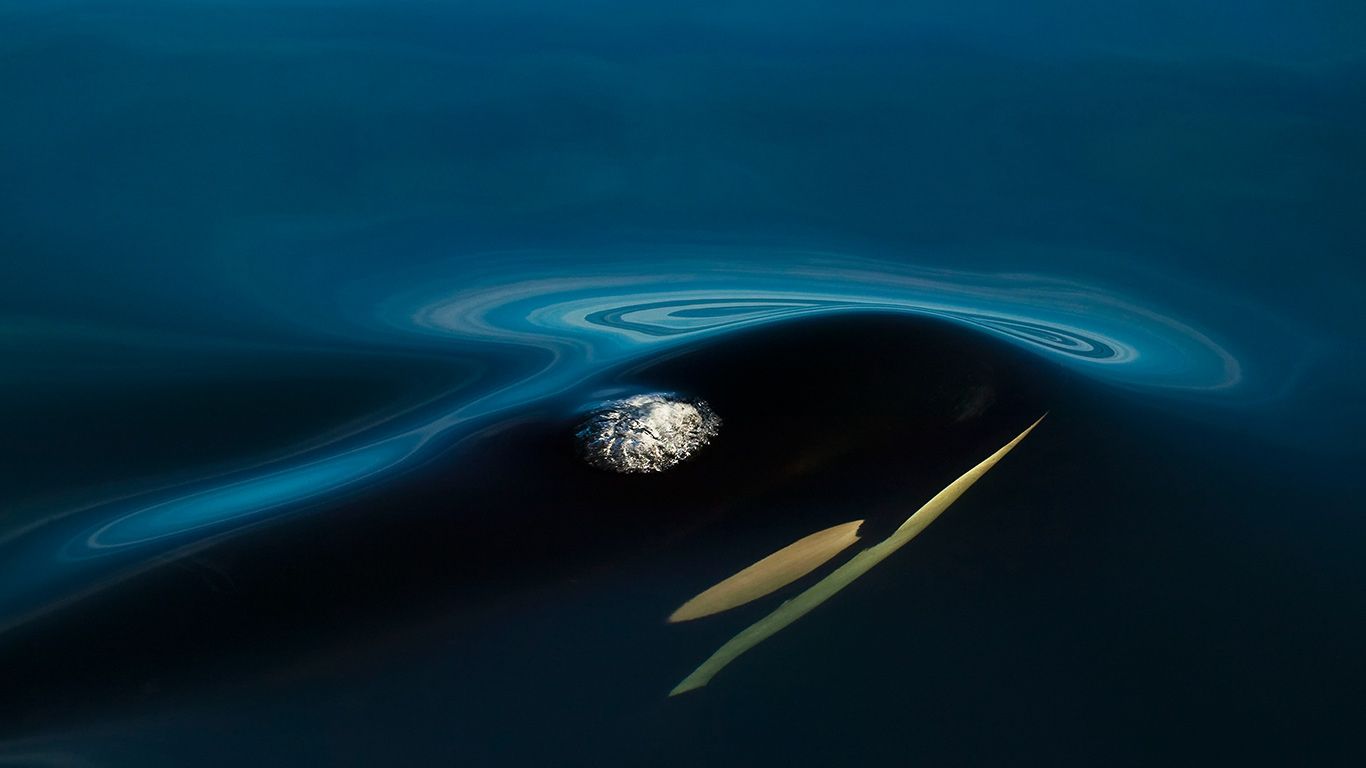 Killer whale off Northern Vancouver Island, B.C., Canada
