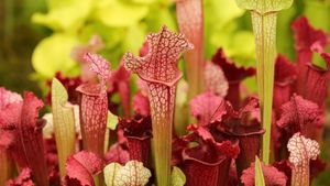 Carnivorous red and green pitcher plants at the Chelsea Flower Show (© Jillian Cain Photography/Shutterstock)(Bing United Kingdom)