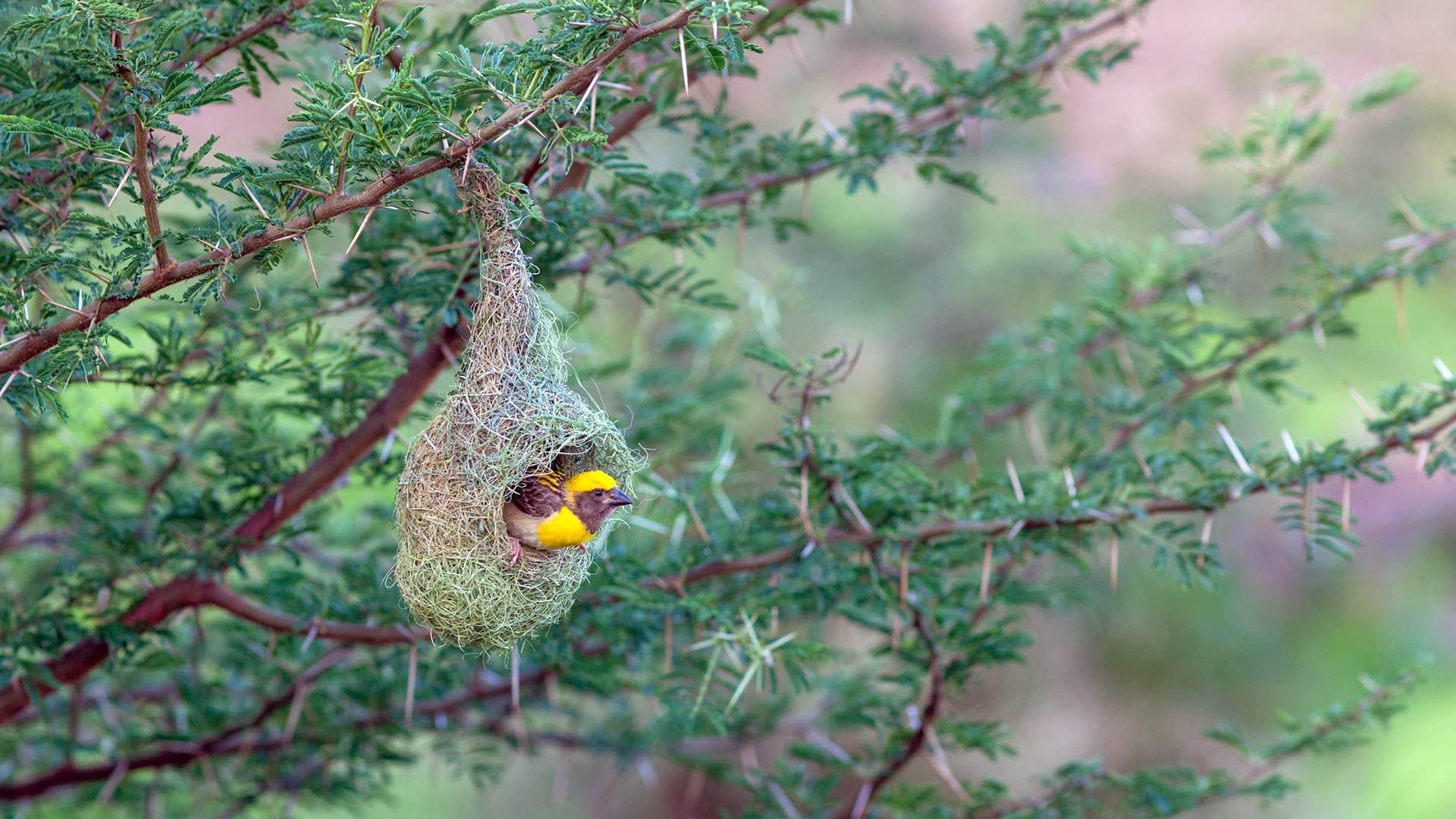 Baya weaver in its nest, Pune, Maharashtra, India