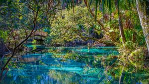奥卡拉国家森林中的杜松泉，美国佛罗里达州 (© Michael Warren/Getty Images)(Bing China)