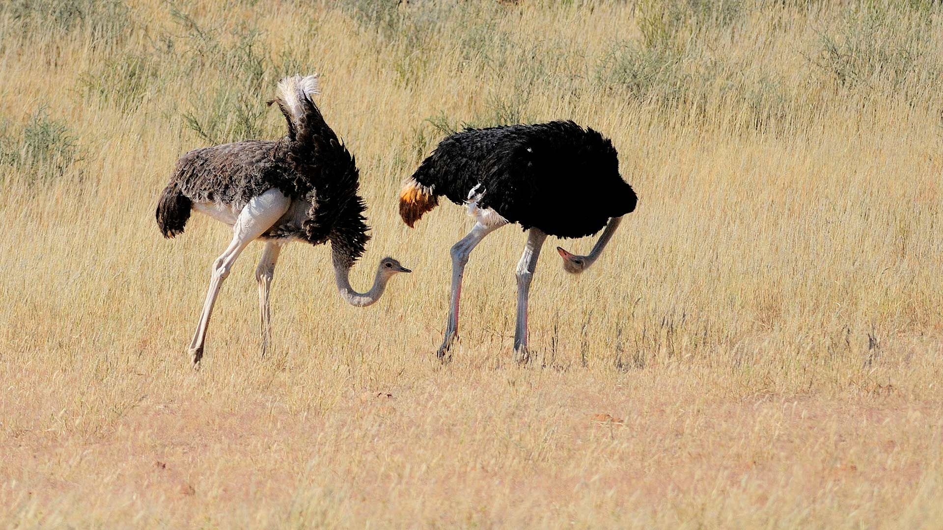 Ostriches in Kgalagadi Transfrontier Park, South Africa