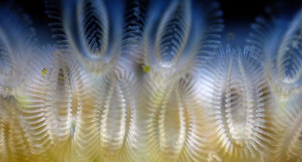 EctoproctBryozoan