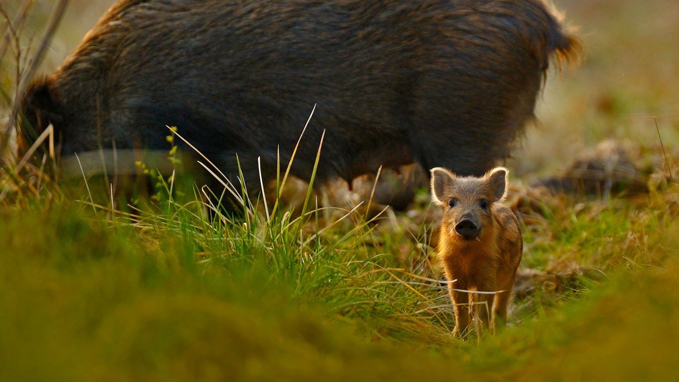 Sanglier et marcassin dans la forêt de Dean, Gloucestershire, Angleterre