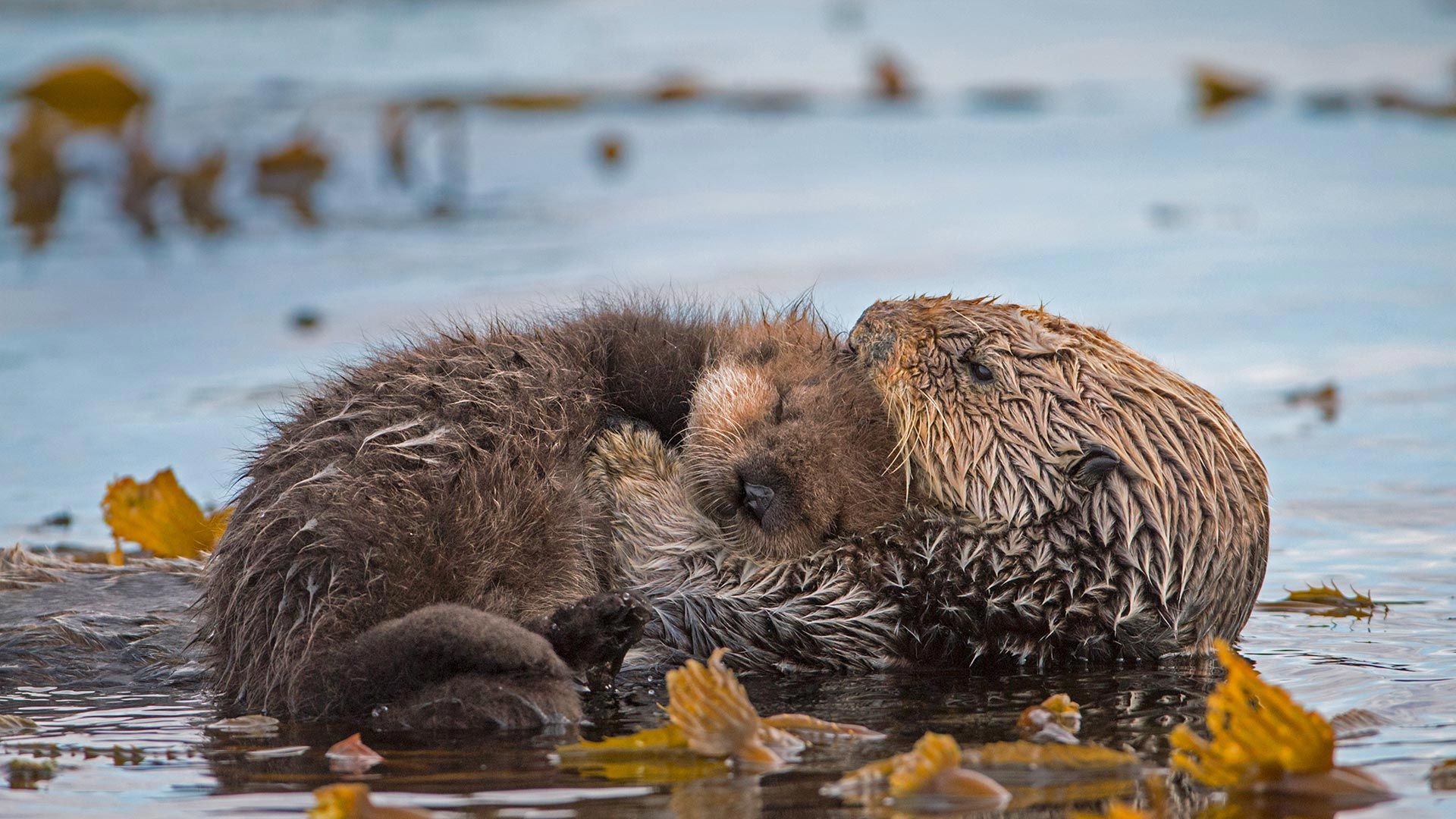 Sea otter mother and newborn pup in Monterey Bay, California