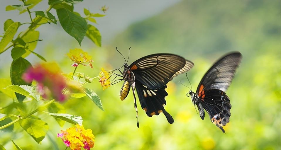 SwallowtailButterfly