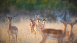 Branco di impala, Riserva naturale di Londolozi, Sudafrica (© Mint Images/Getty Images)(Bing Italia)