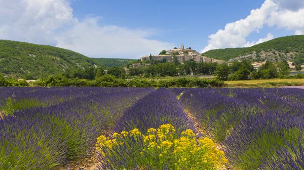 Lavender fields, Banon, France