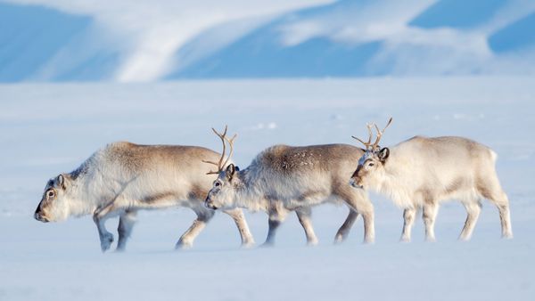Renne delle Svalbard nel Van Mijenfjorden NP, Norvegia