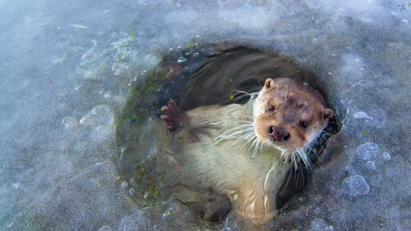 European otter near Lelystad, Netherlands