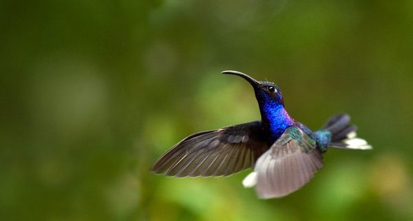 Violet Sabrewing Hummingbird, Monteverde, Costa Rica