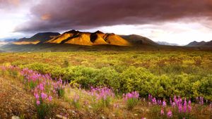 Dawn, fireweed and the Cloudy Range in the Ogilvie Mountains in late summer in Tombstone Territorial Park, Yukon, Canada (© Ron Erwin/All Canada Photos/Corbis)(Bing New Zealand)