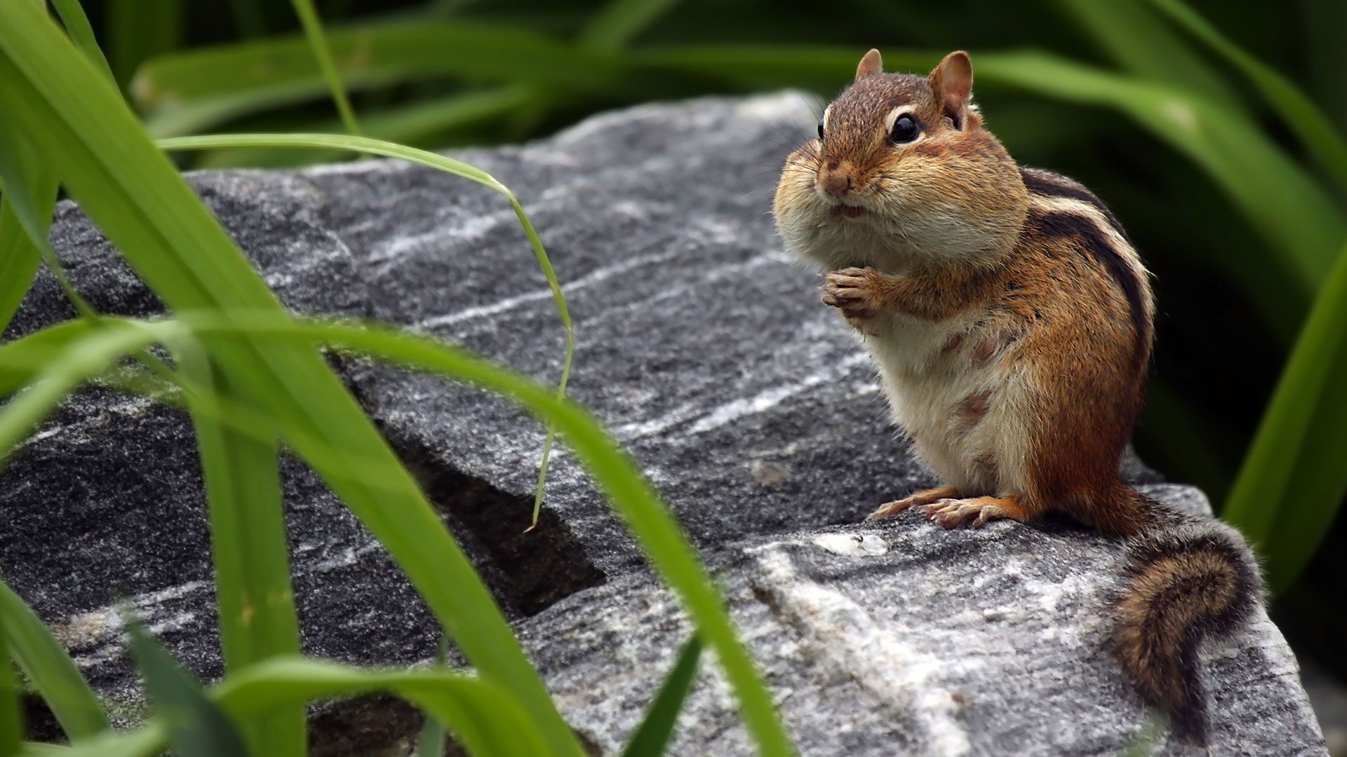 Chipmunk storing food in its cheeks