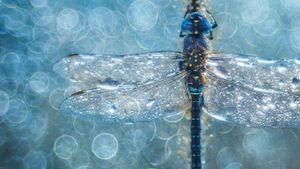 Macro photograph of a migrant hawker dragonfly (© Petar Sabol Sharpeye/REX/Shutterstock)(Bing United Kingdom)