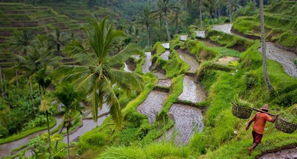 Rice worker in fields near Ubud, Bali, Indonesia